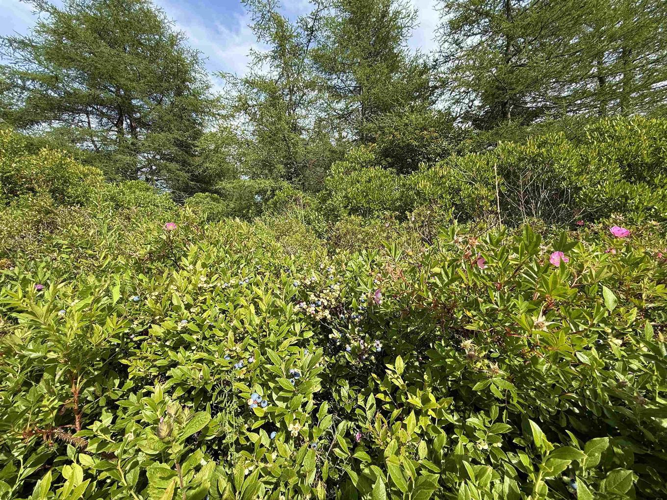 Lot Dargie Cove Rd, Beaver River, NS