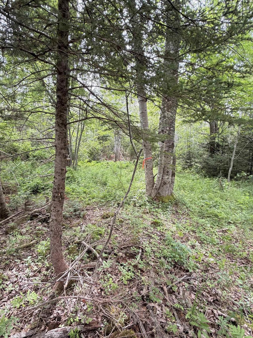 Lot 2026 Perotte Road, Perotte, NS