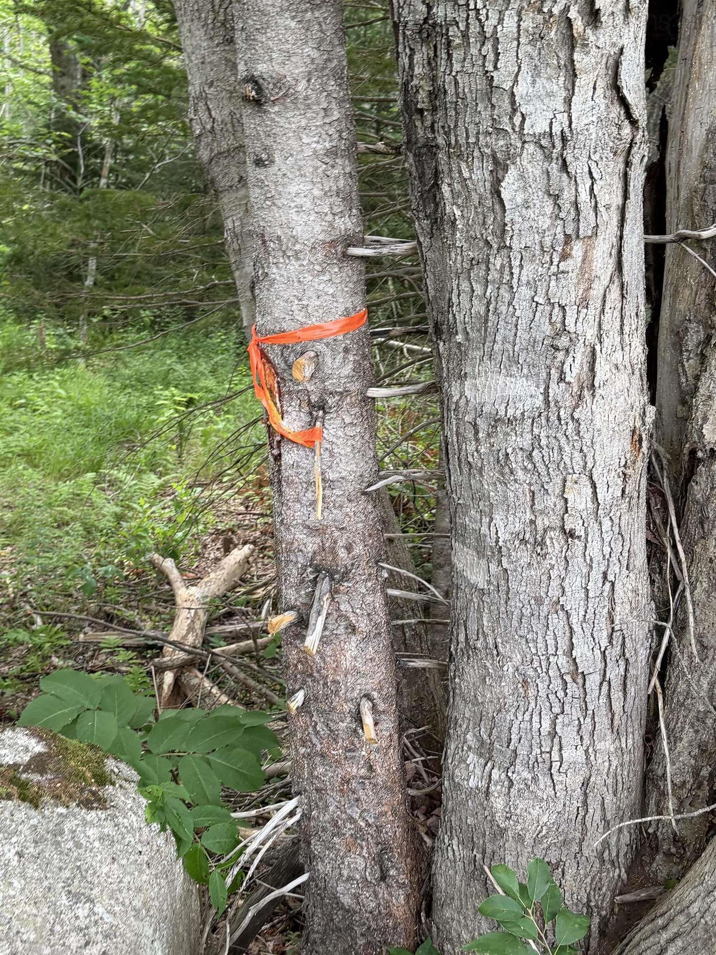 Lot 2026 Perotte Road, Perotte, NS