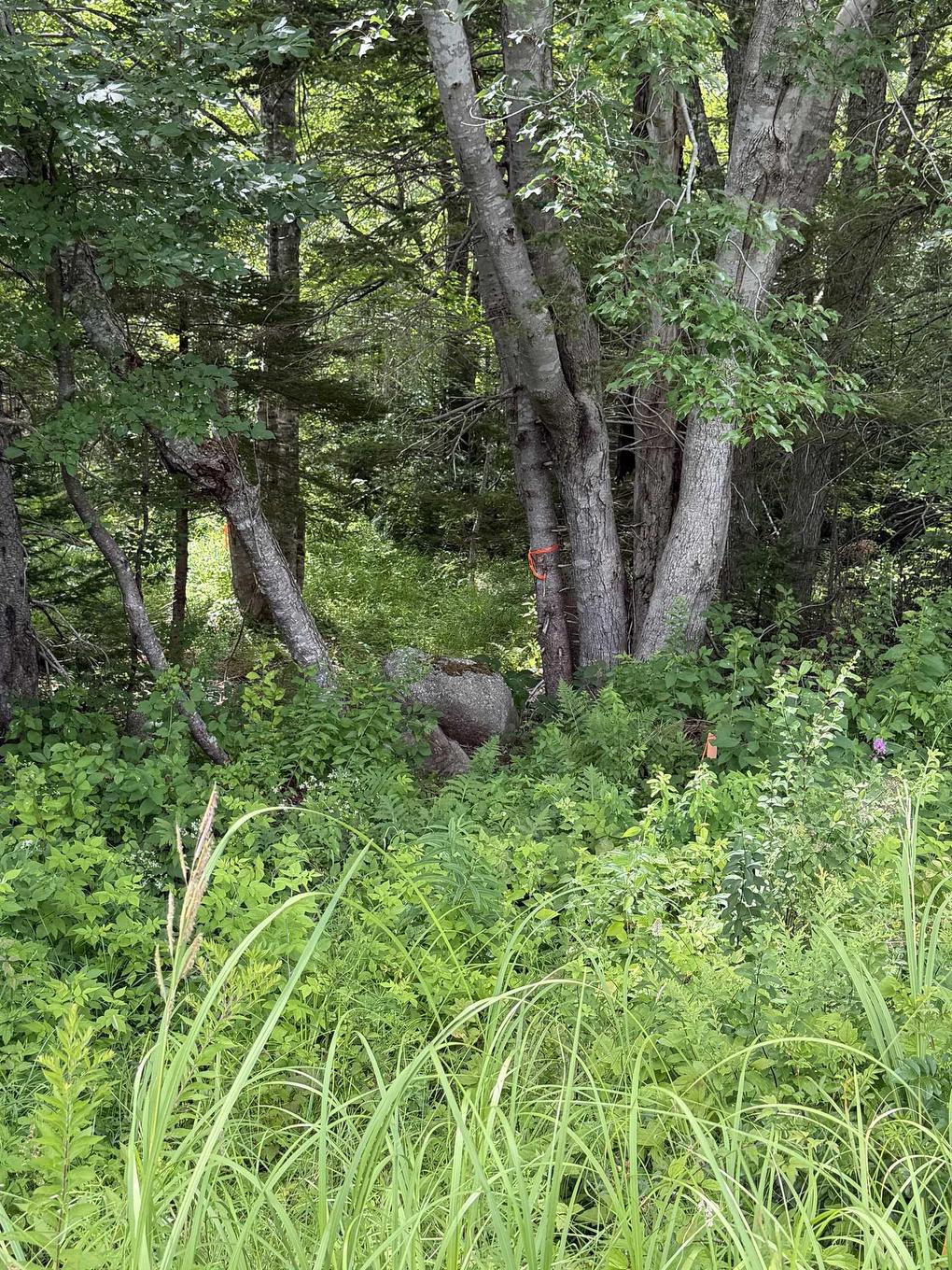 Lot 2026 Perotte Road, Perotte, NS