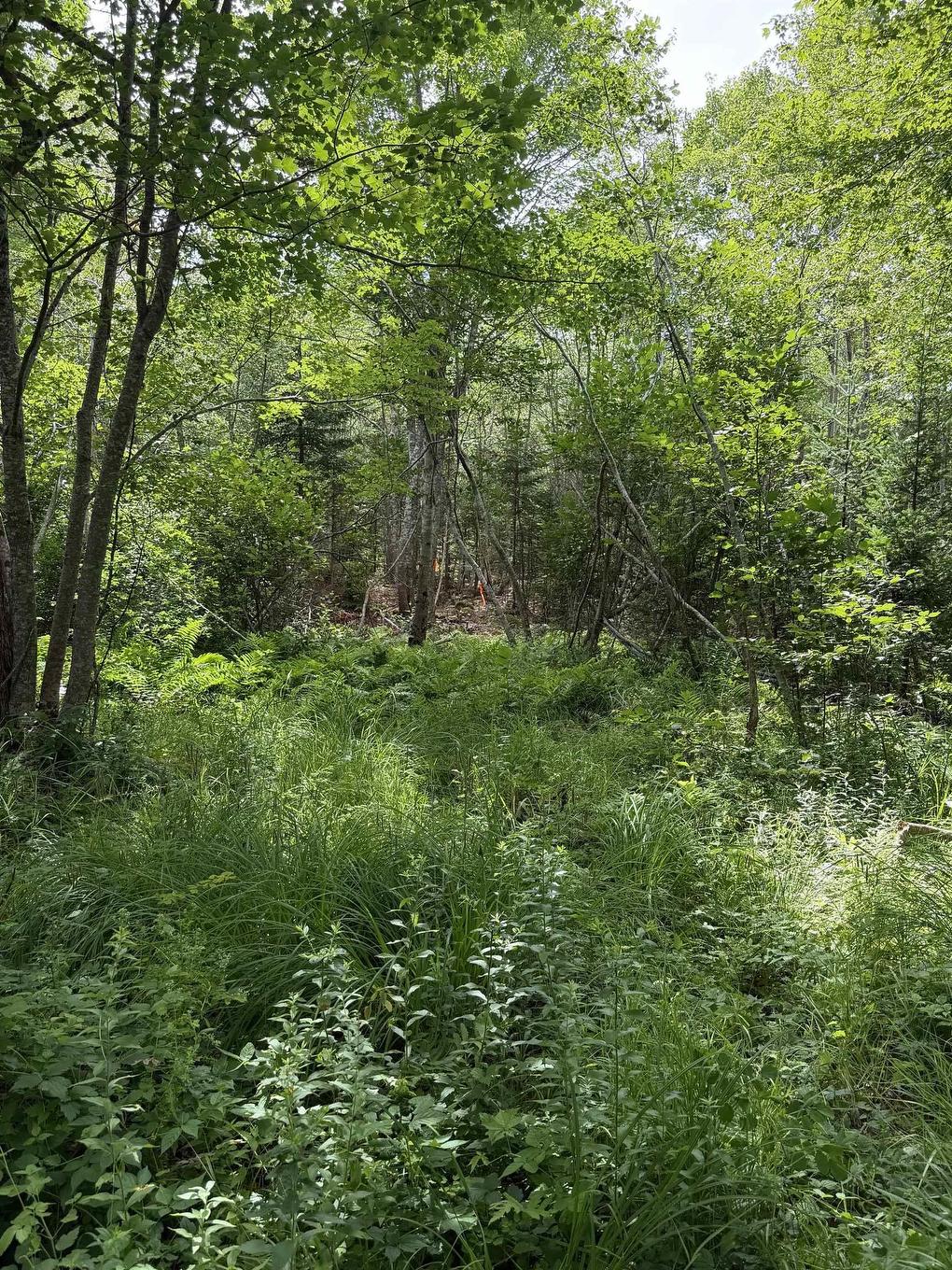 Lot 2026 Perotte Road, Perotte, NS