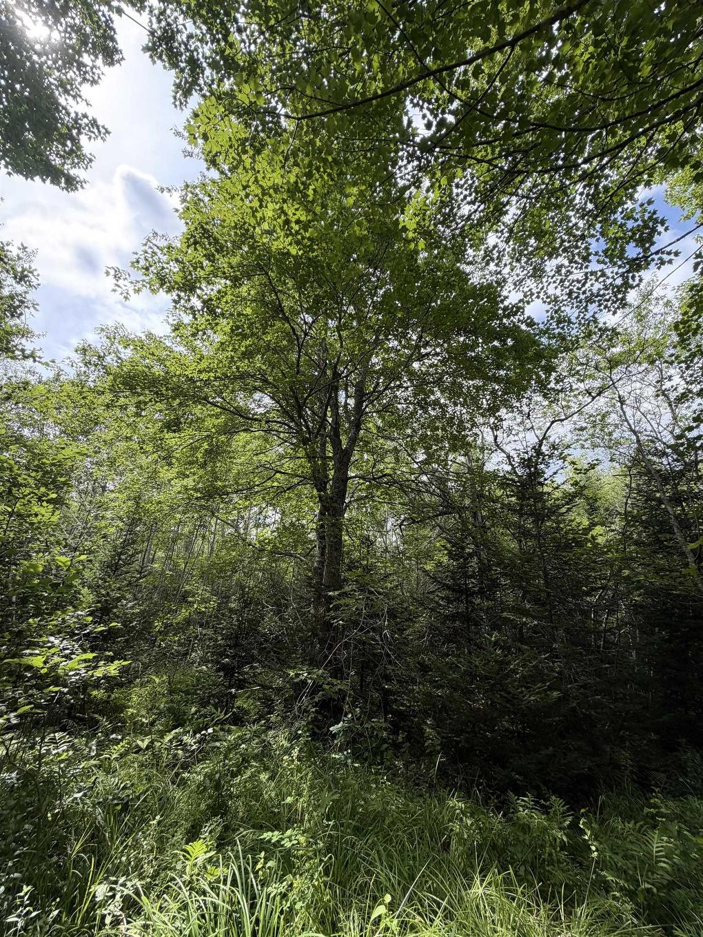 Lot 2026 Perotte Road, Perotte, NS