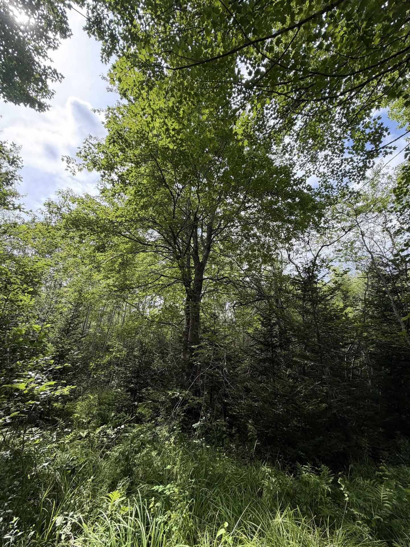 Lot 2026 Perotte Road, Perotte, NS