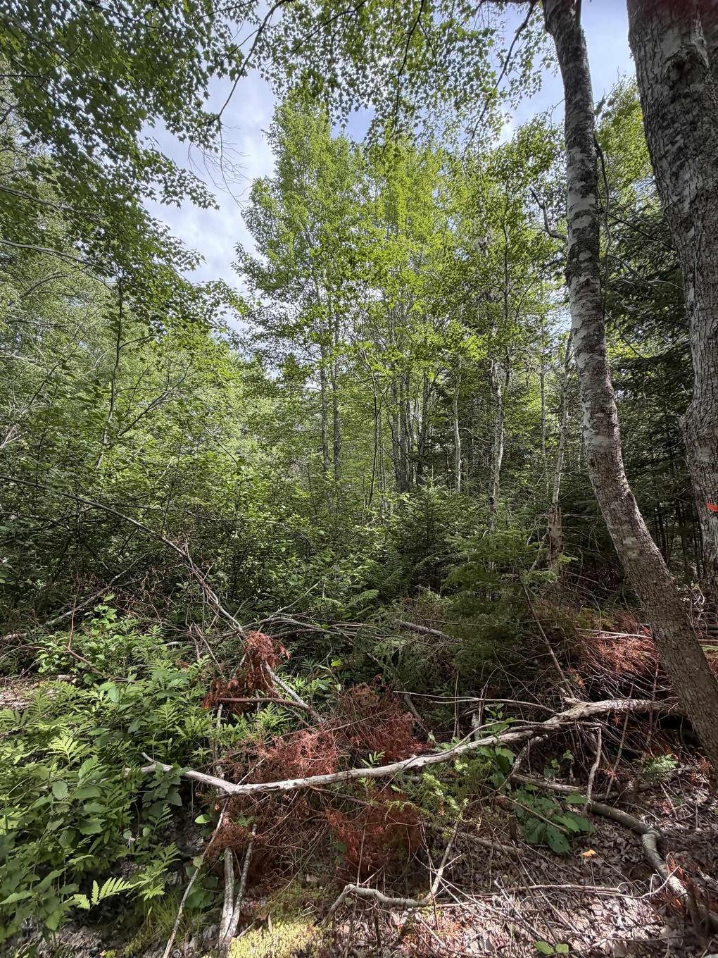 Lot 2026 Perotte Road, Perotte, NS
