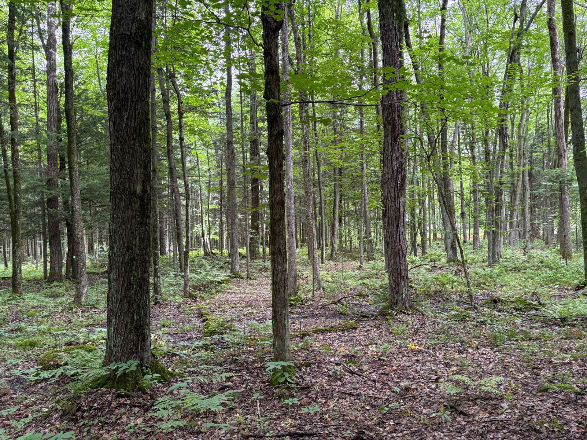 Woodland - 5E Rang O., Saint-Majorique-De-Grantham, QC