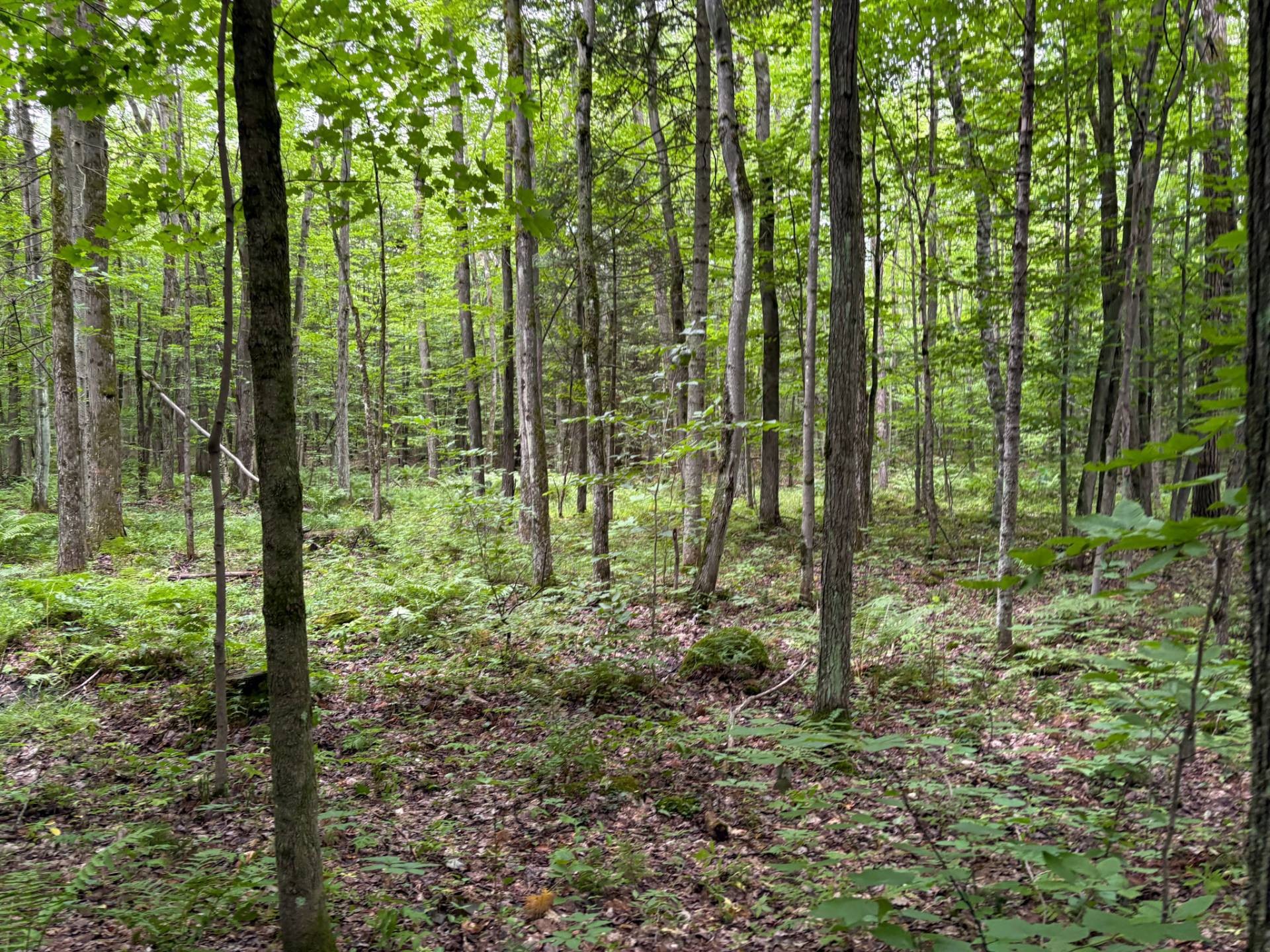 Woodland - 5E Rang O., Saint-Majorique-De-Grantham, QC