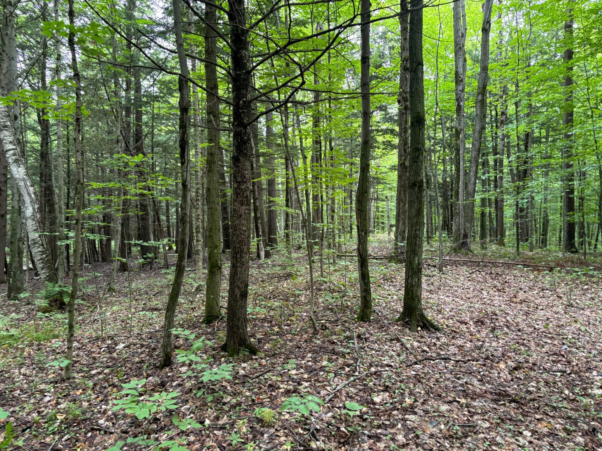 Woodland - 5E Rang O., Saint-Majorique-De-Grantham, QC