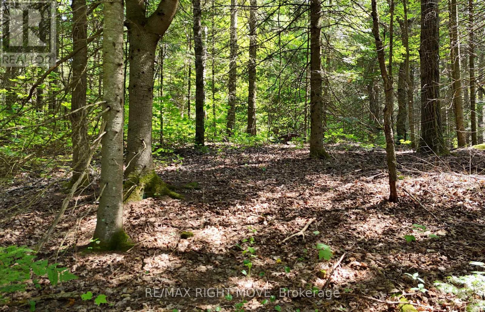 Mature Trees - 50 Sunrise Drive, Kearney, ON