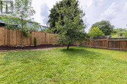 Pear tree - 