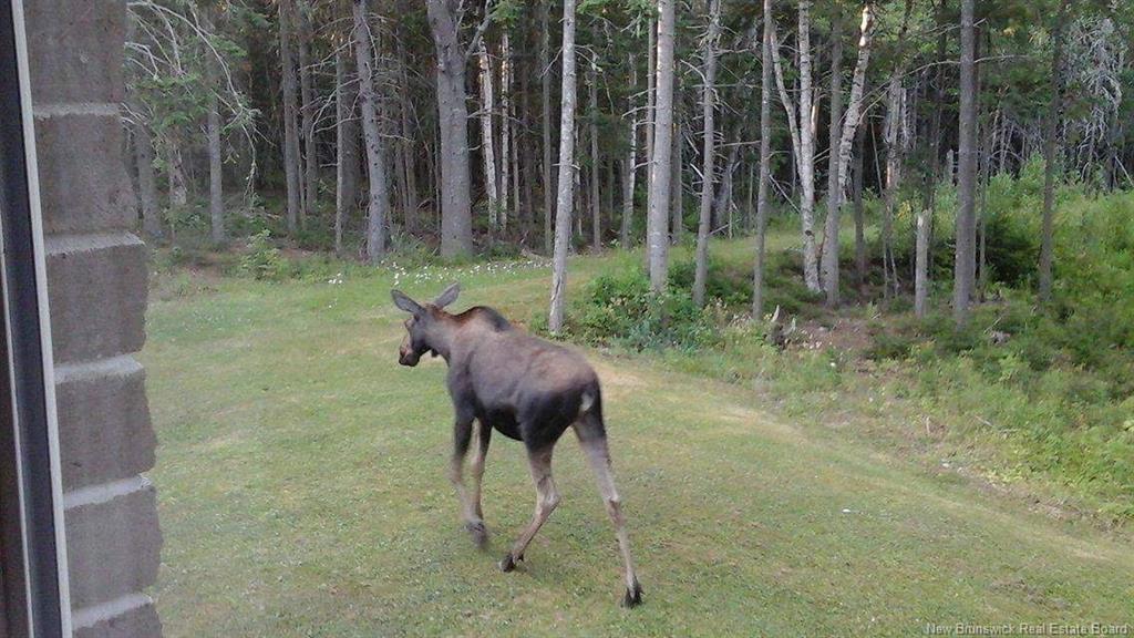 3515 Route 530, Grande-Digue, NB