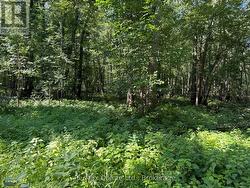 0 TRILLIUM LANE Tweed (Hungerford (Twp)), ON K0K 3J0