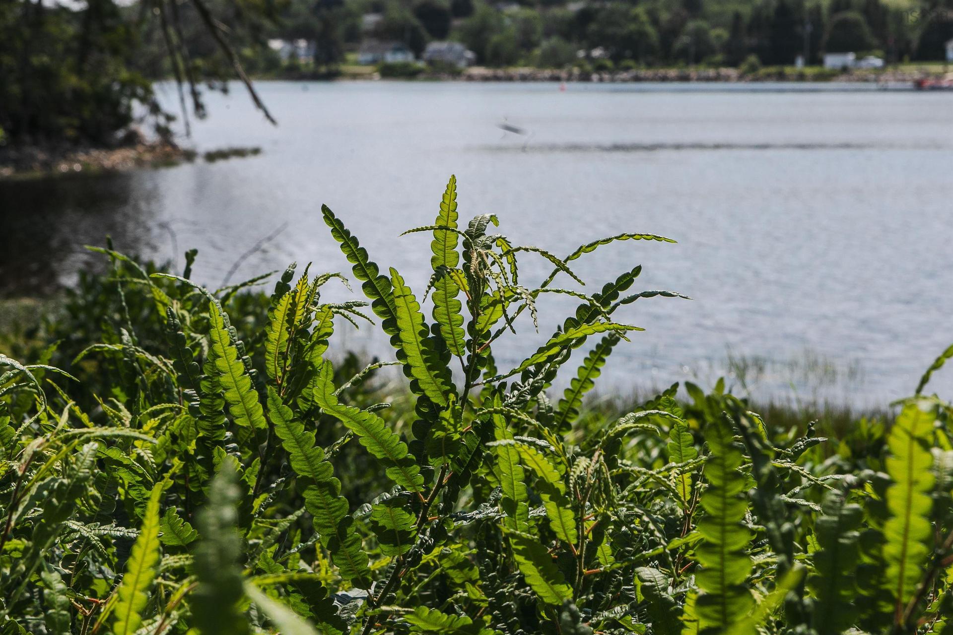 98 Borgalds Point Road, Chester Basin, NS