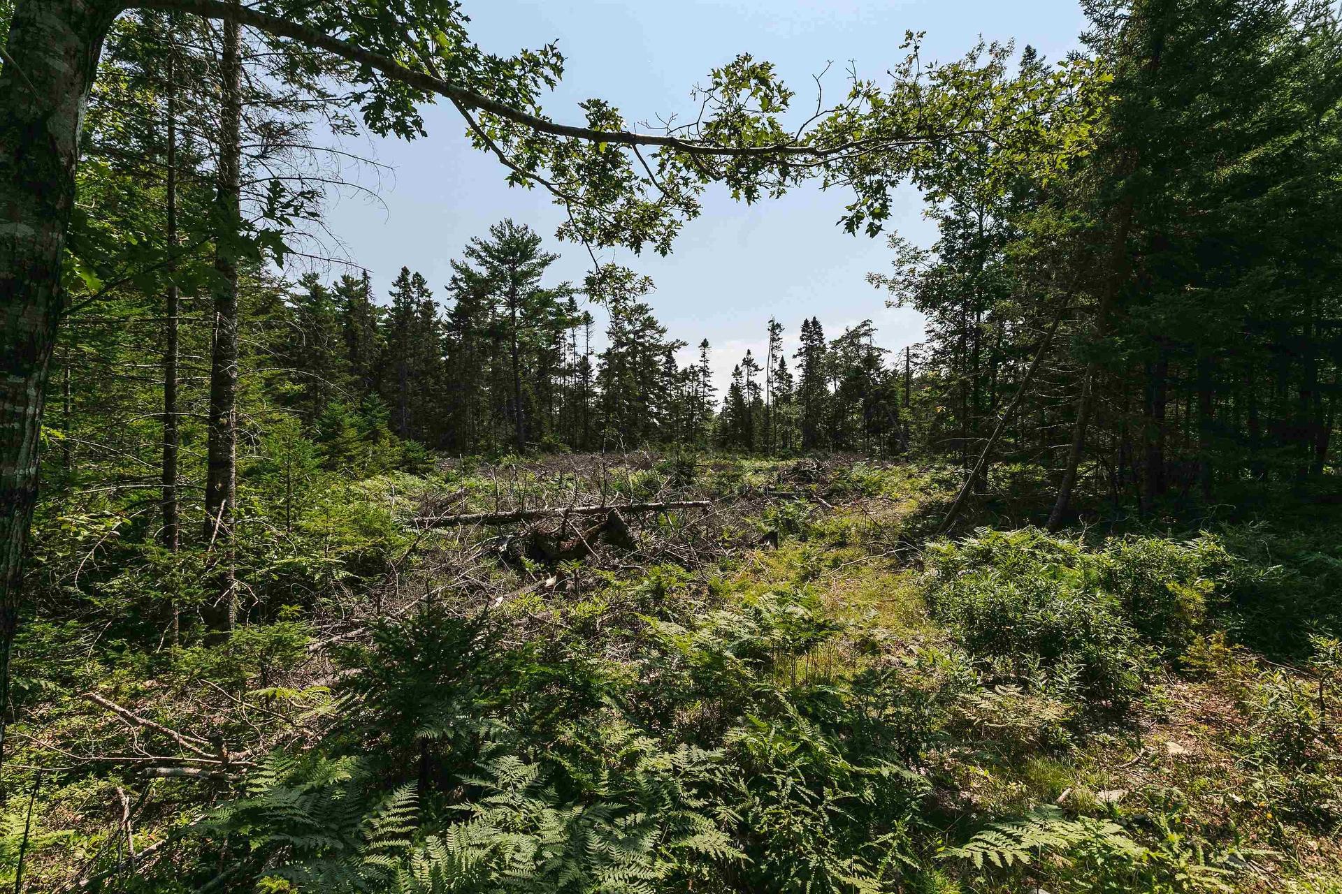 98 Borgalds Point Road, Chester Basin, NS