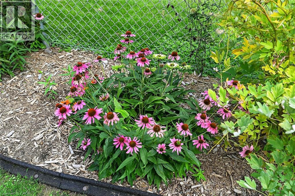 Landscaped garden bed featuring flowering plants, wood chip ground cover, and a chain-link fence - 230 Picton Street E, Hamilton, ON - Outdoor