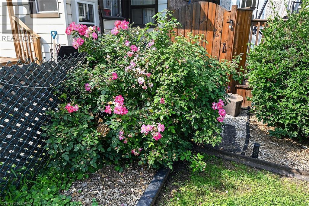 Mature flowering shrubbery with vibrant pink blooms, bordered by a dark wood-finish fence and a manicured lawn - 230 Picton Street E, Hamilton, ON - Outdoor