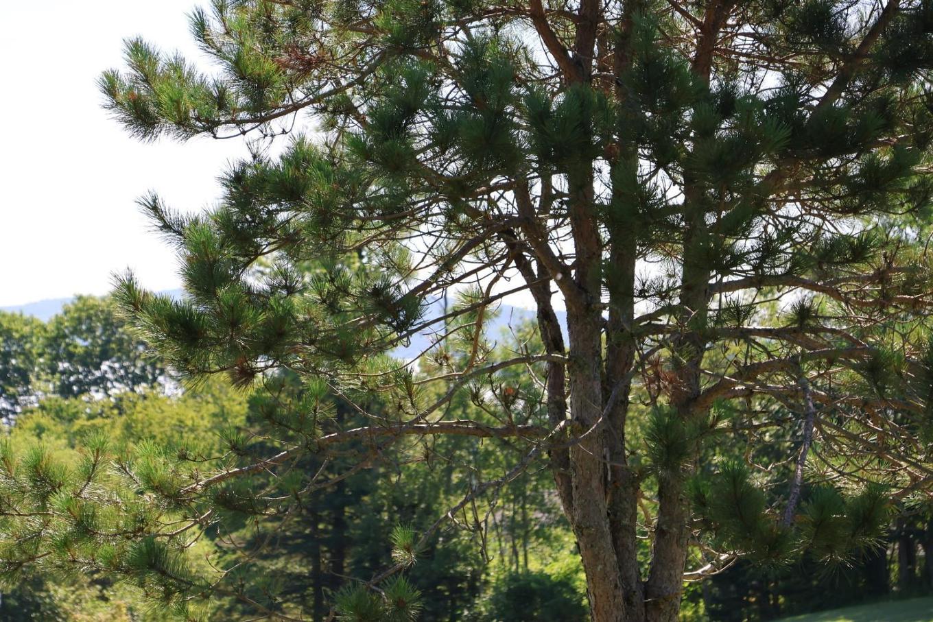 3515 Highway 3, East Chester, NS - Outdoor With View