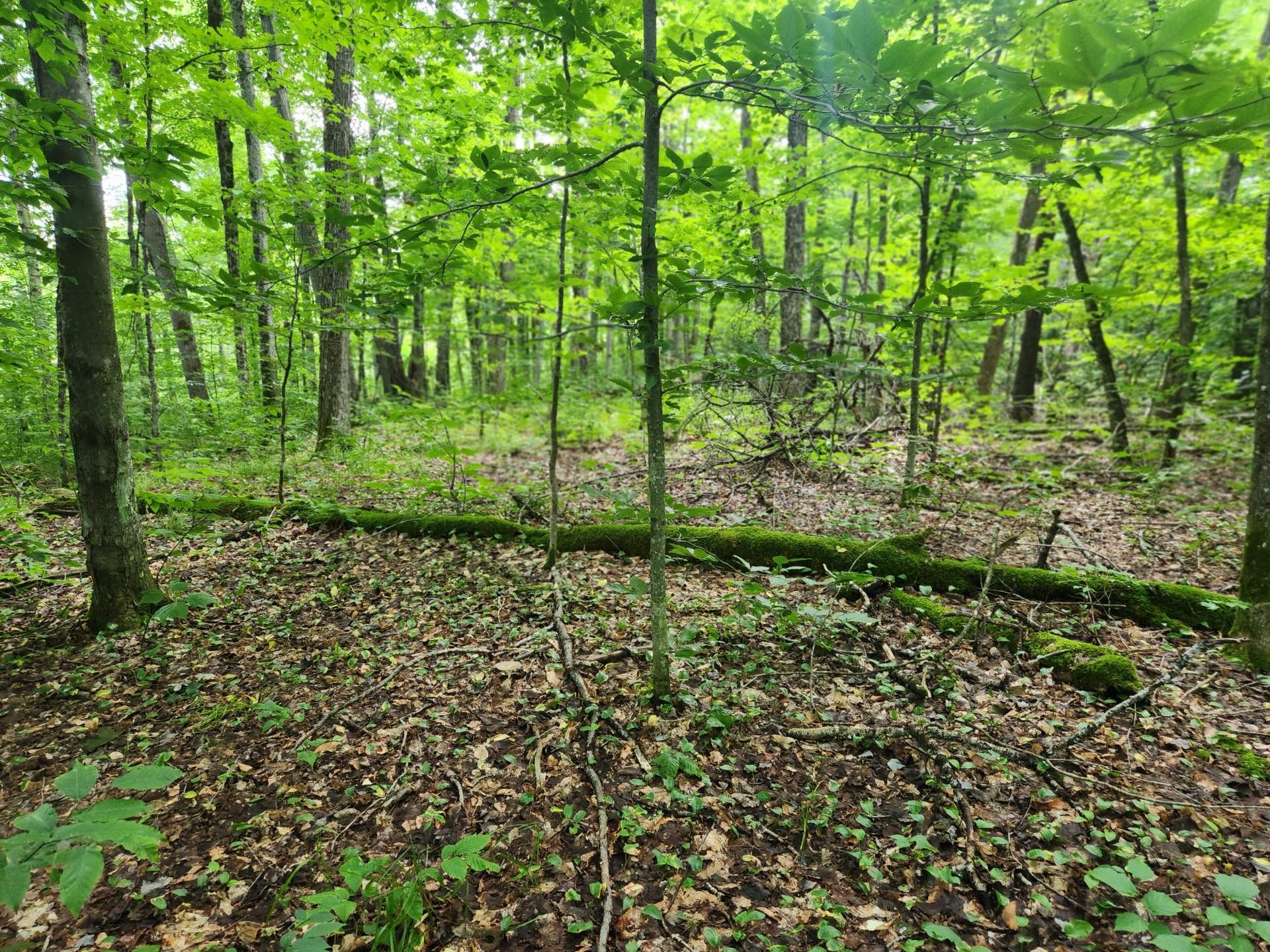 Terre/Terrain - Ch. Rosenberry, Sutton, QC