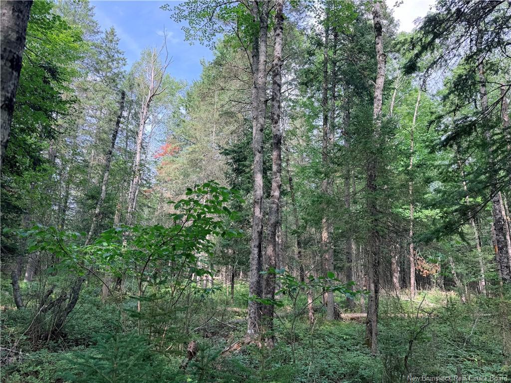 - Plumweseep Rd, Plumweseep, NB - Outdoor