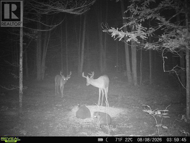 2 deer and 2 very healthy raccoons - 0 Armstrong Road, Merrickville-Wolford, ON