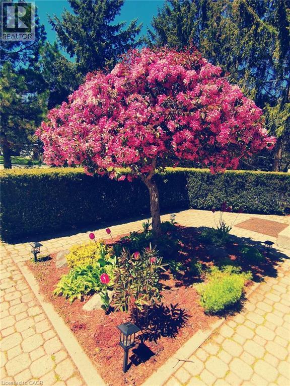 Flowering tree with pink blossoms, surrounded by a landscaped garden bed, paver walkway, and manicured hedge - 450 Bridge Street W, Waterloo, ON