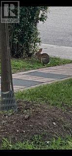 Bunny - 110 Lakeside Avenue, Toronto, ON