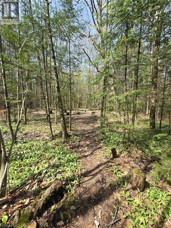 Wooded property featuring a natural ground path, diverse trees, undergrowth, and a clearing - 2516 Irish Line, Coldwater, ON