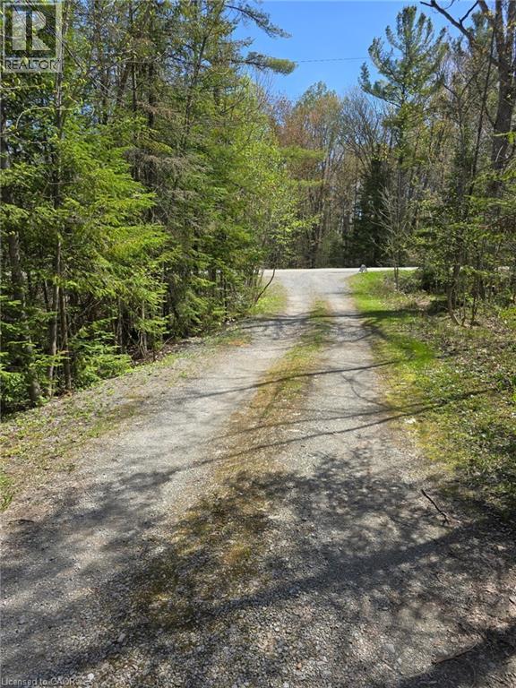 Gravel driveway surrounded by mature trees and natural landscaping - 2516 Irish Line, Coldwater, ON