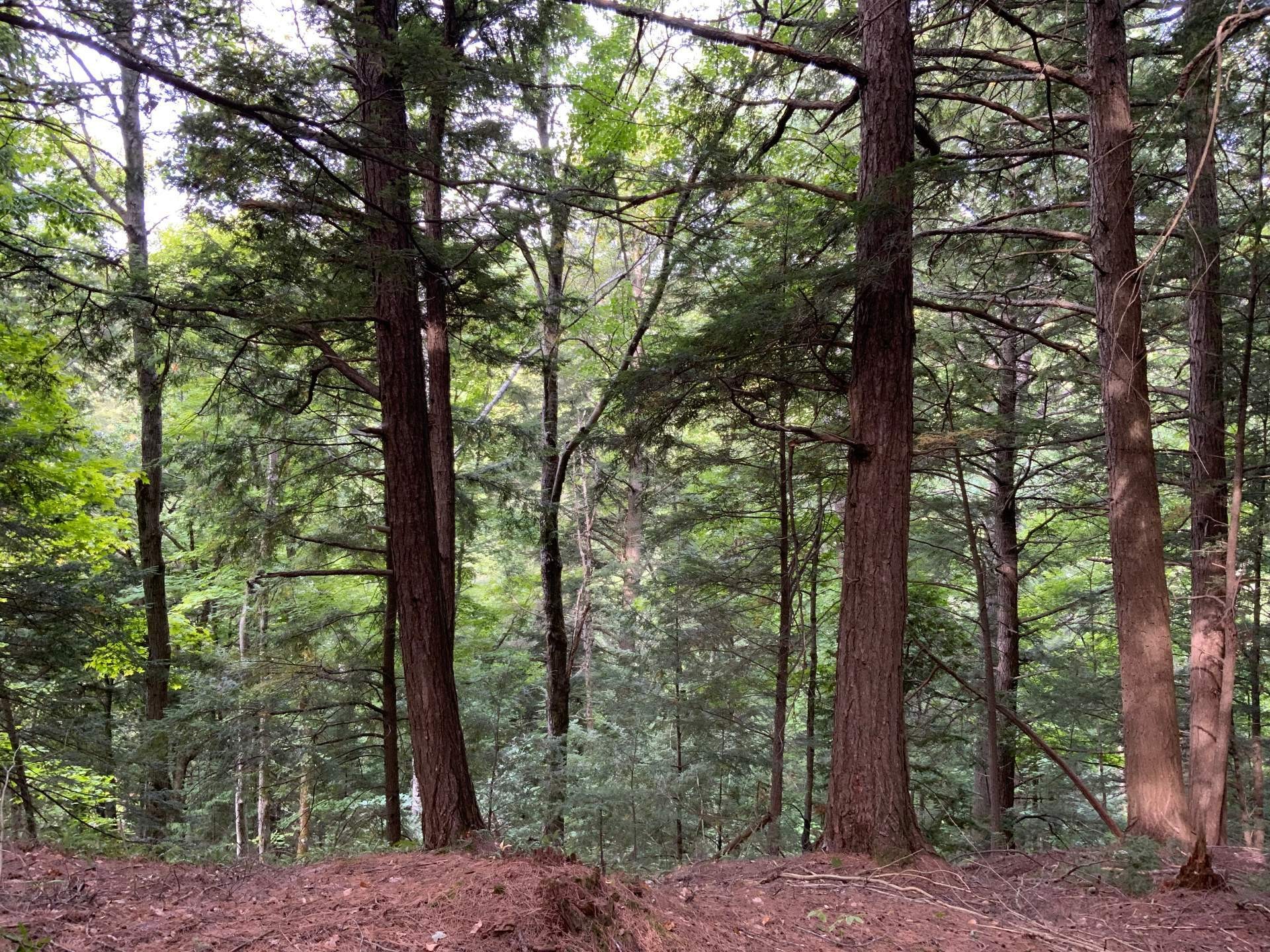 Terre/Terrain - 131 Mtée Rochon, Ripon, QC