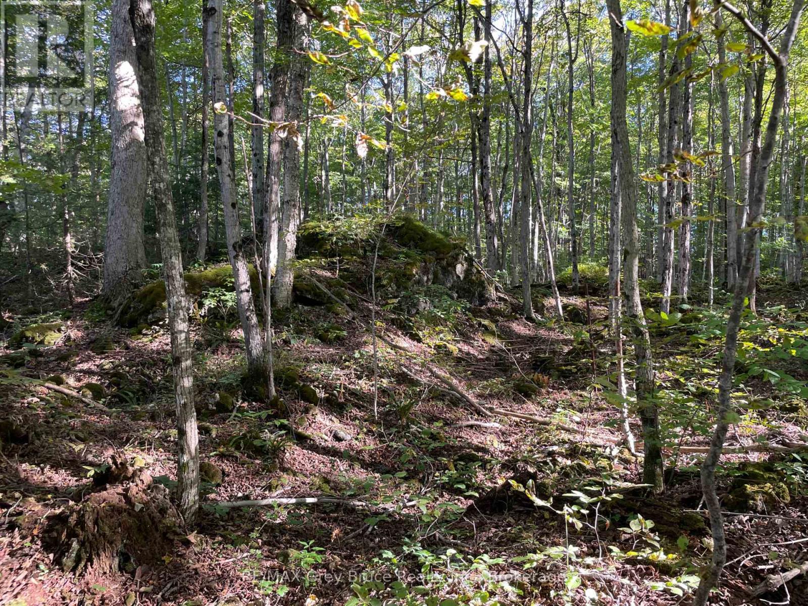 Mature trees and beautiful rockery - 135 North Diagonal, South Bruce Peninsula, ON