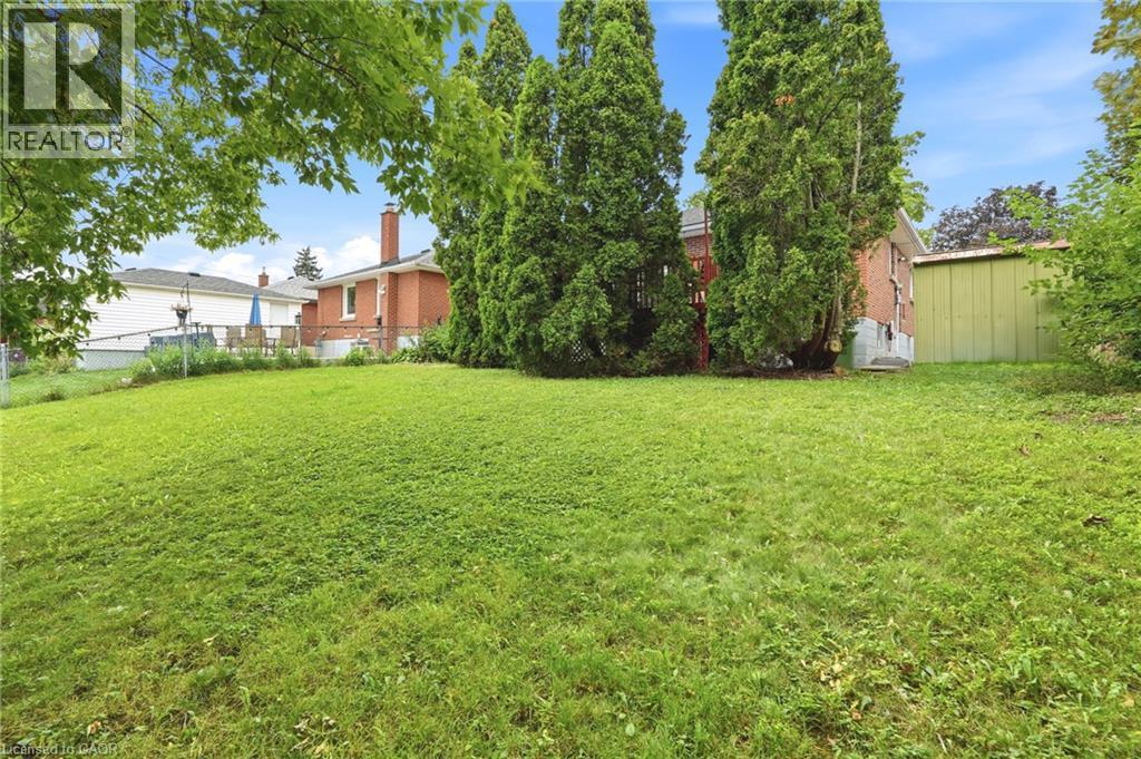 Expansive backyard featuring a spacious lawn, mature evergreen trees, and a detached storage structure - 241 East 44Th Street, Hamilton, ON