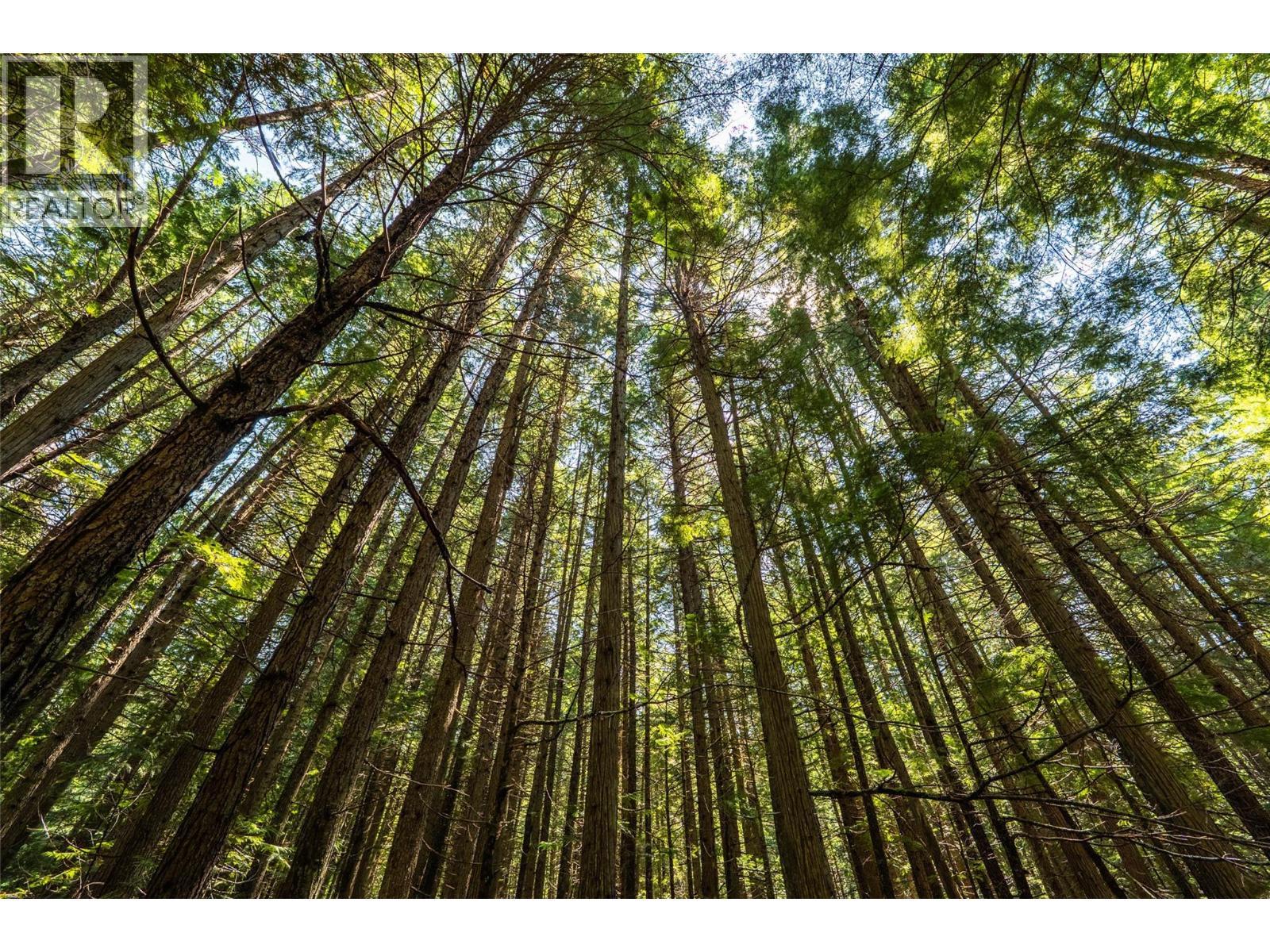 541 Bear Road, Salmo, BC - Outdoor