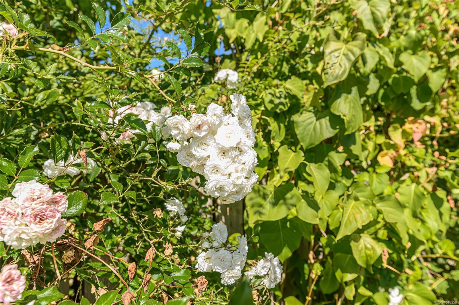 9899 Maple St, Chemainus, BC
