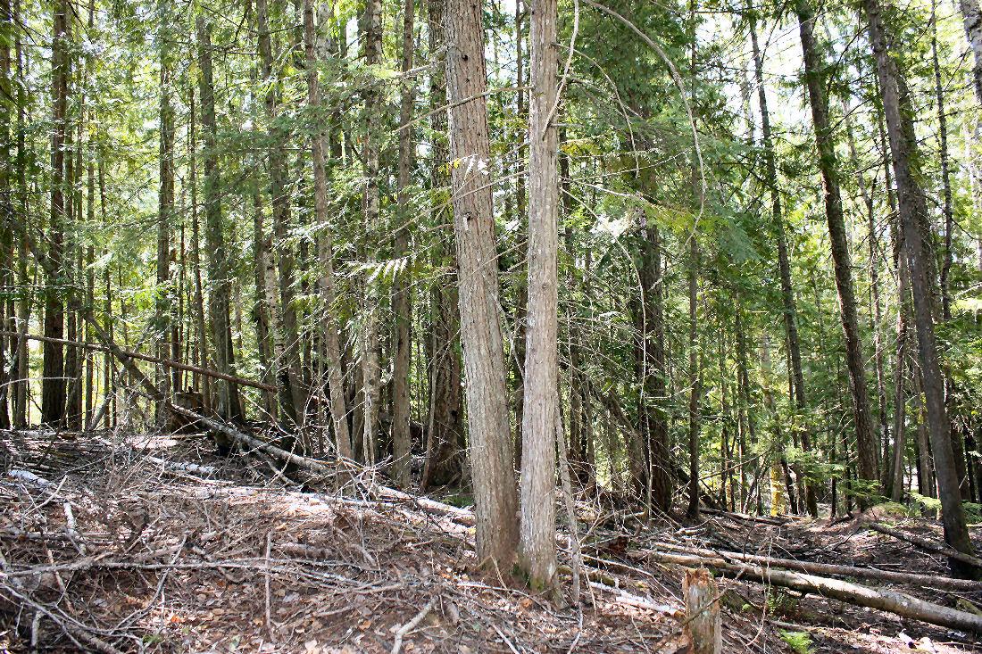 366 Caribou Creek Road, Burton, BC