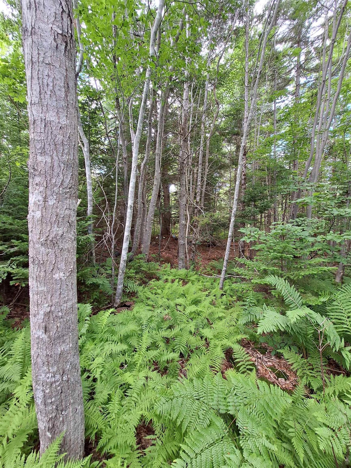 Camperdown School Road, Middlewood, NS