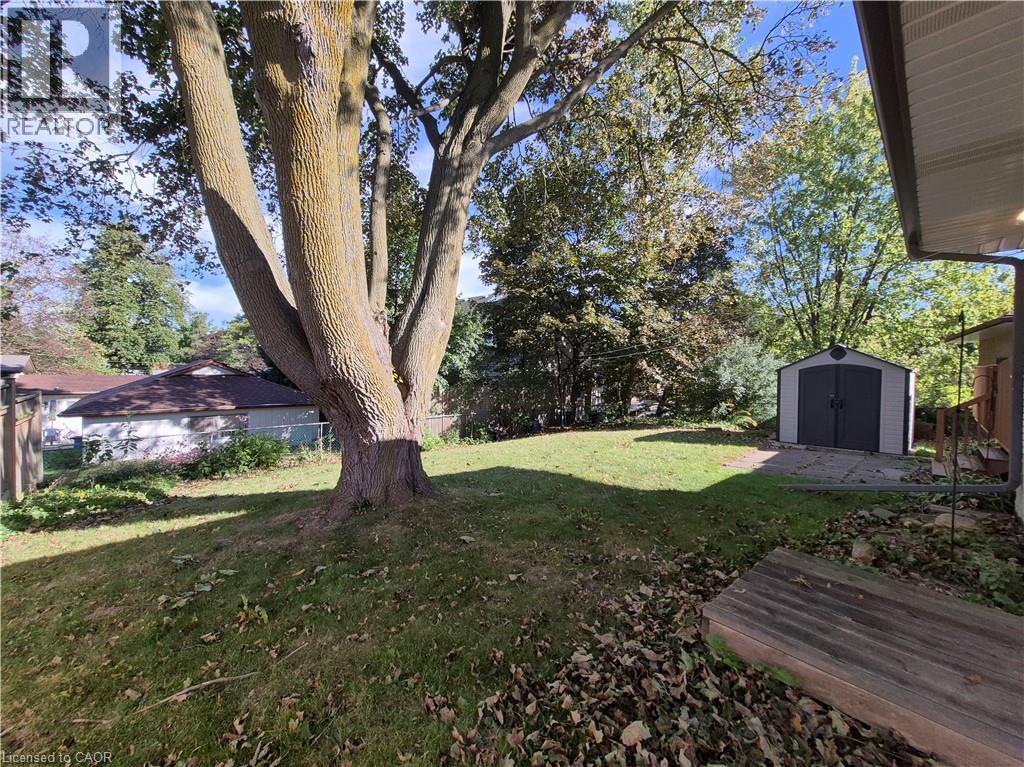 Expansive backyard featuring a large tree, green lawn, and a utility shed on a paved pad - 11 Duncairn Avenue, Kitchener, ON