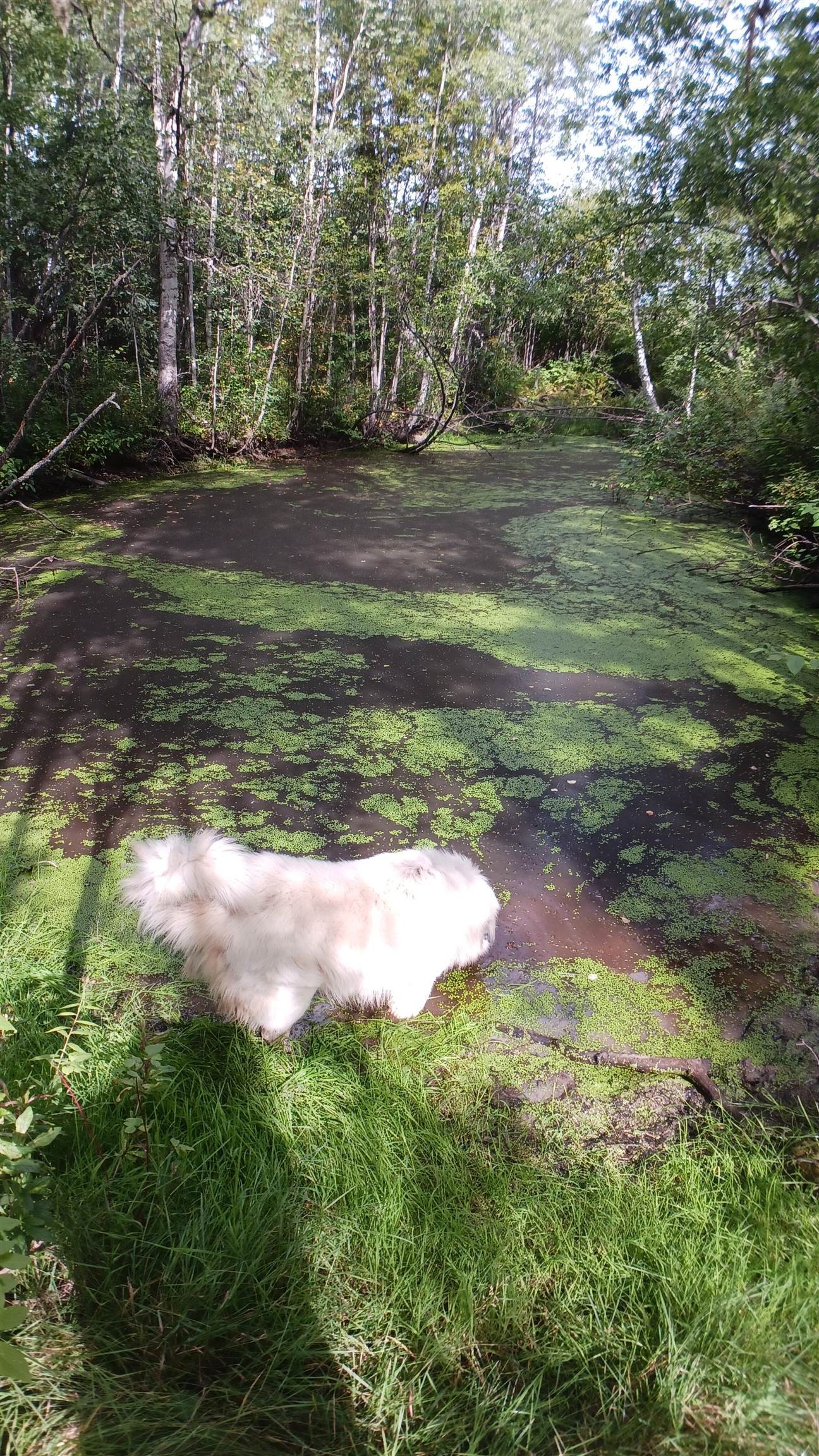 6515 Thorley Road, Hixon, BC