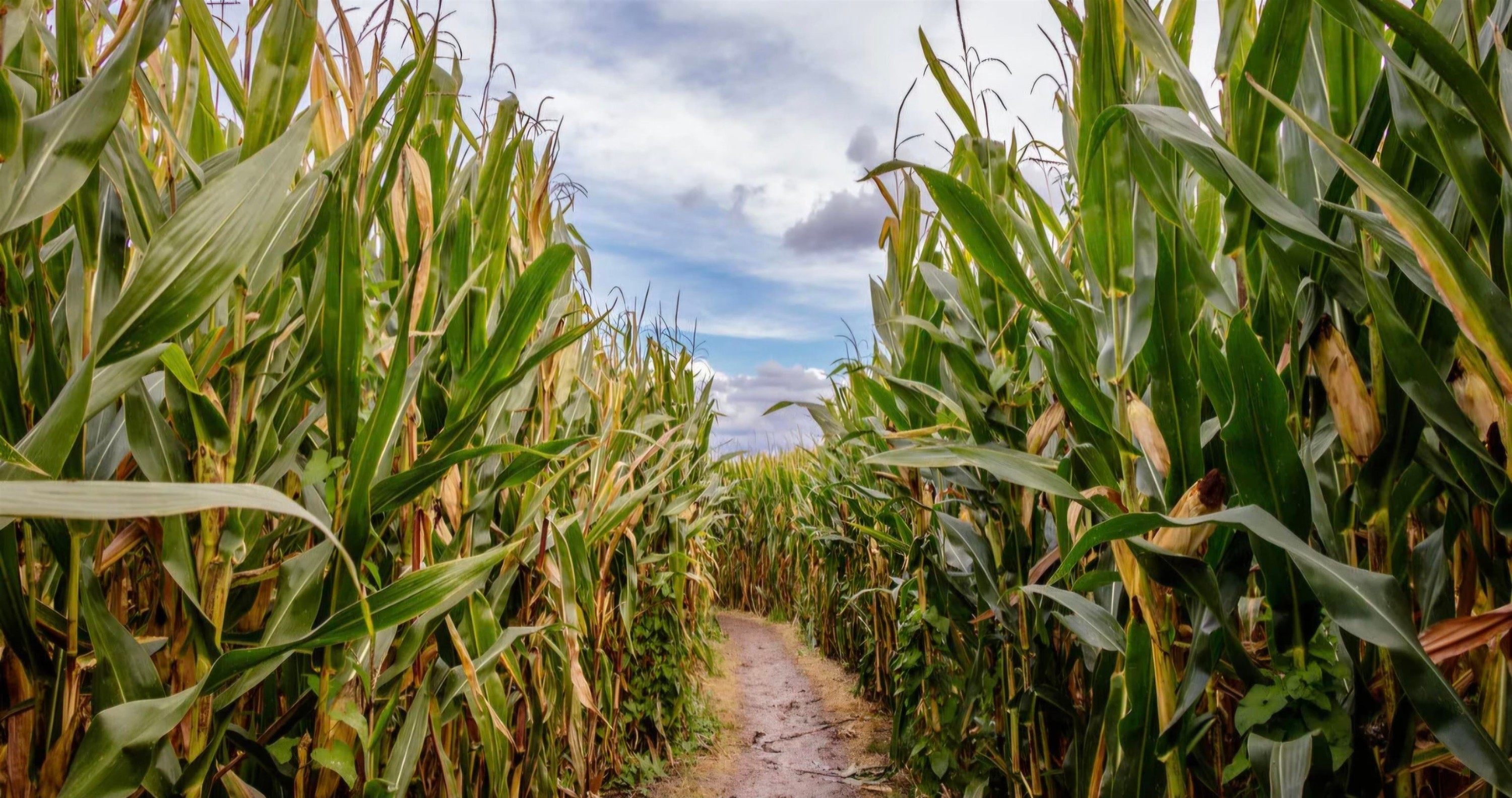 4469 Community Street, Chilliwack, BC