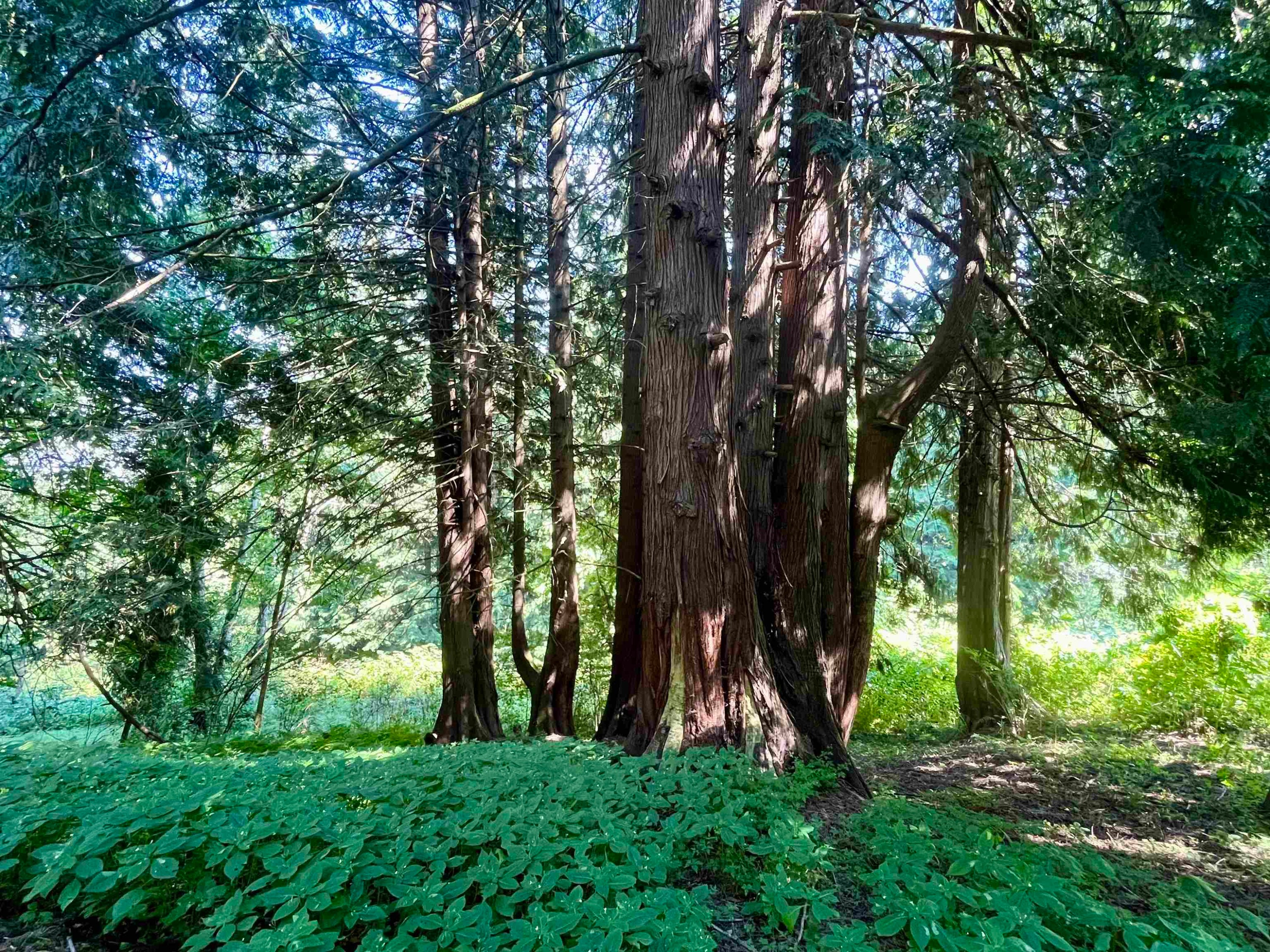 6080 Ross Road, Chilliwack, BC