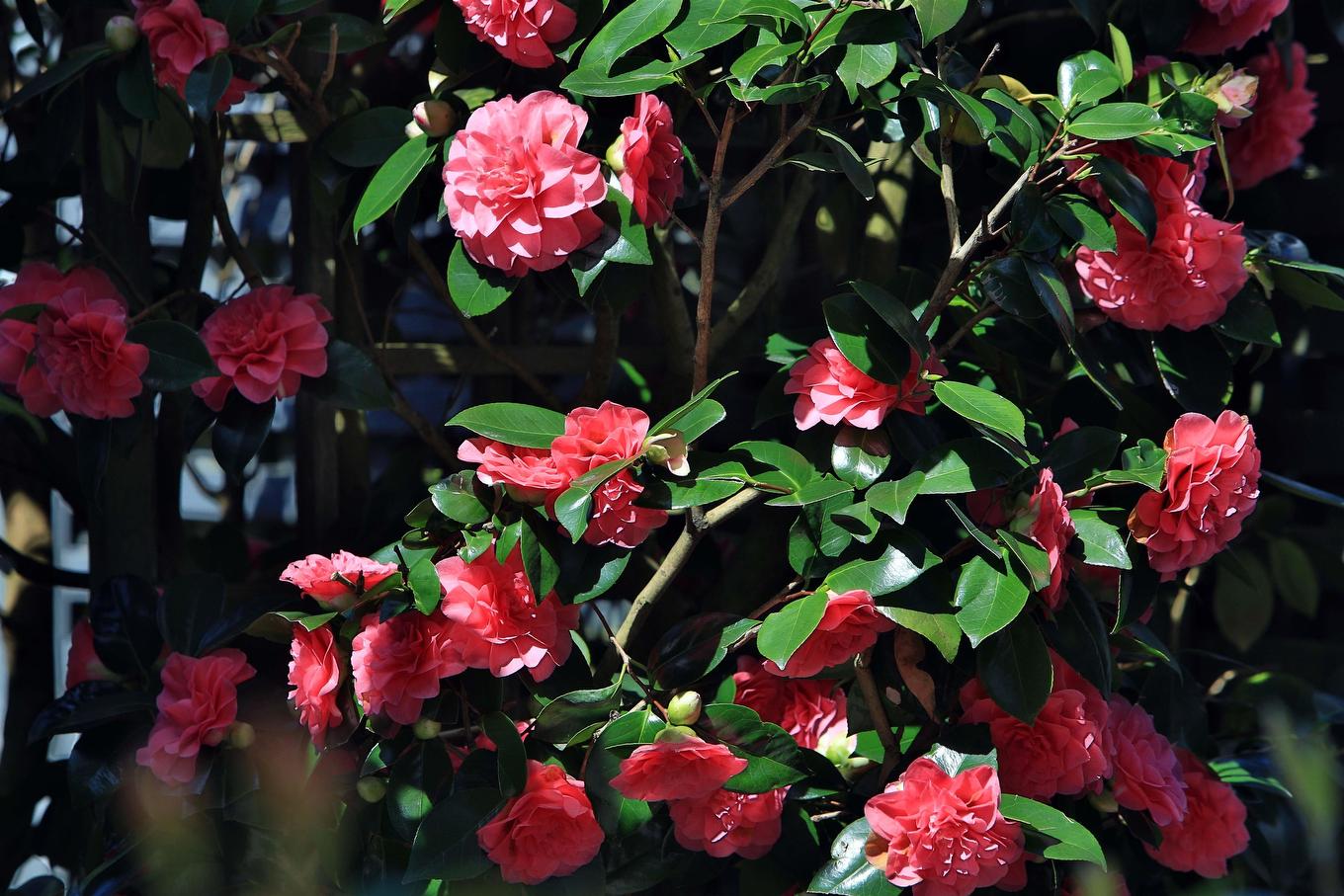 9111 Maskall Drive, Richmond, BC