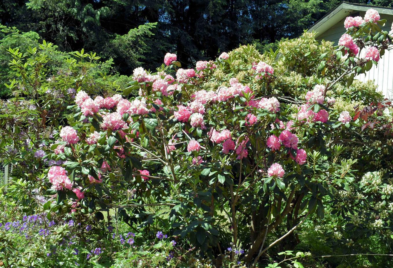 2240 Oldershaw Road, Roberts Creek, BC