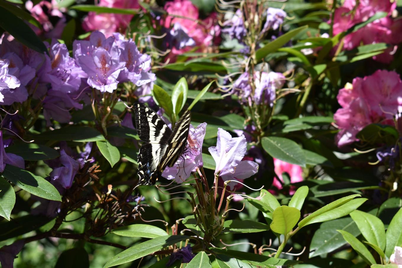 2240 Oldershaw Road, Roberts Creek, BC