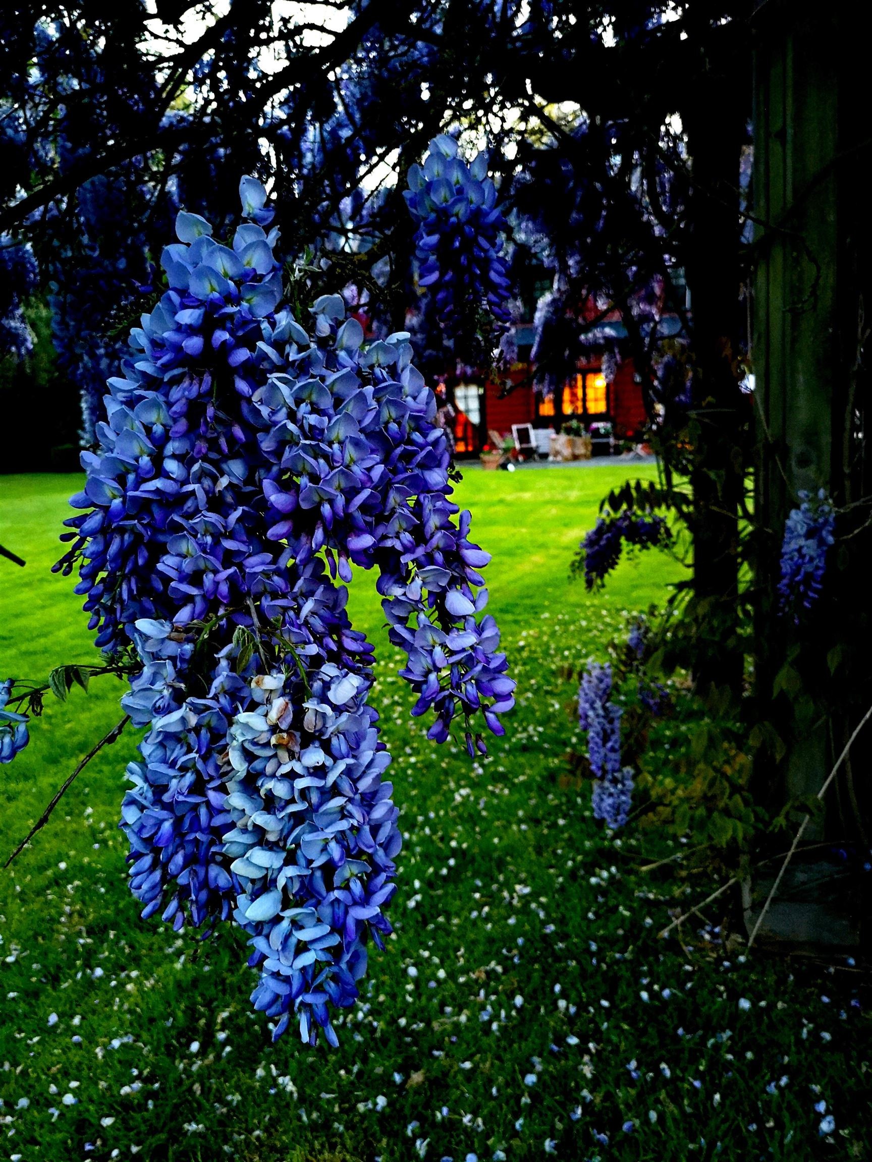 6786 Blenheim Street, Vancouver, BC