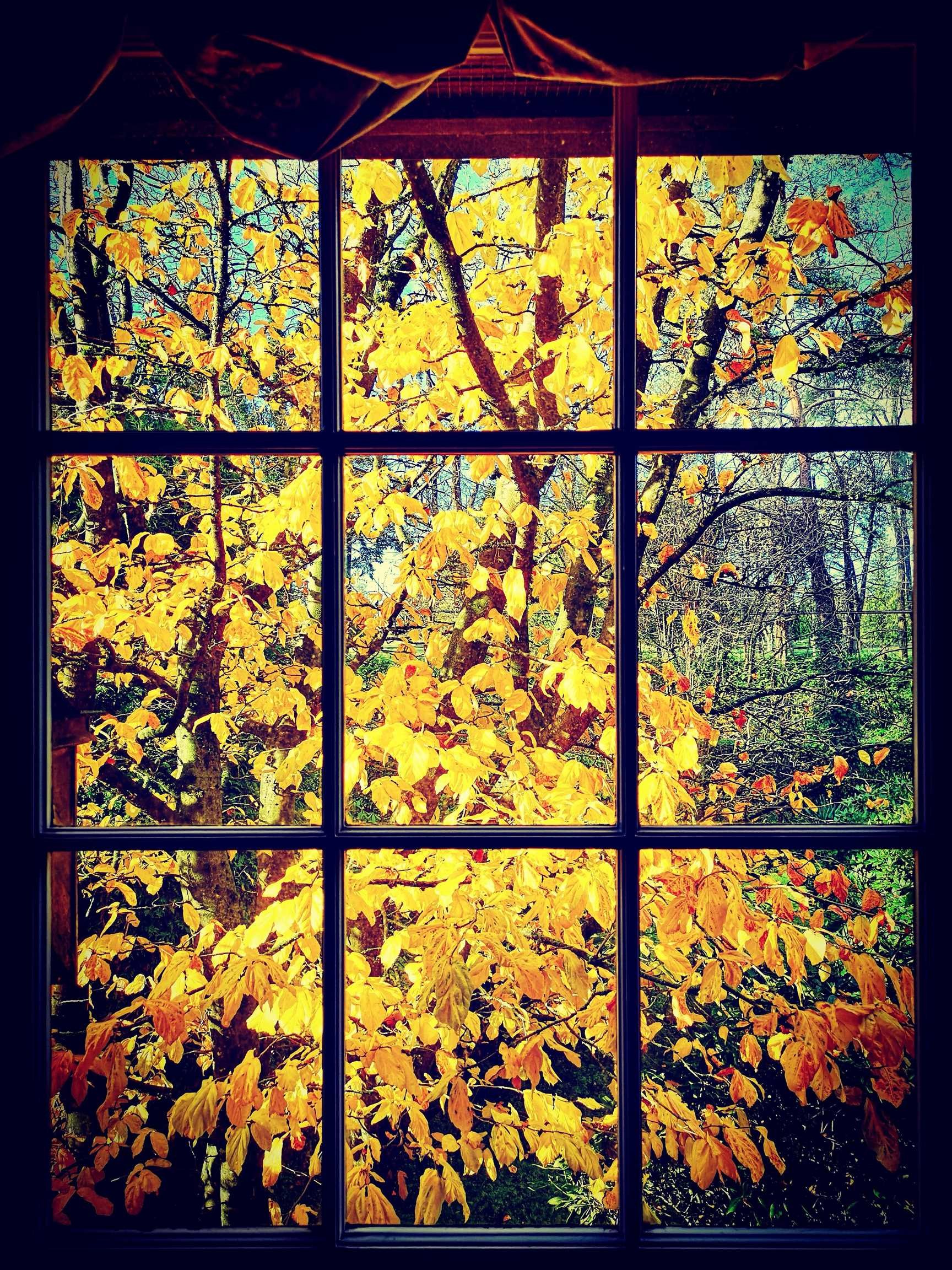 6786 Blenheim Street, Vancouver, BC