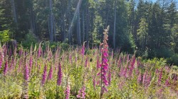 2060 Cape Drive Bowen Island, BC V0N 1G2