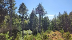 1765 Cape Drive Bowen Island, BC V0N 1G2