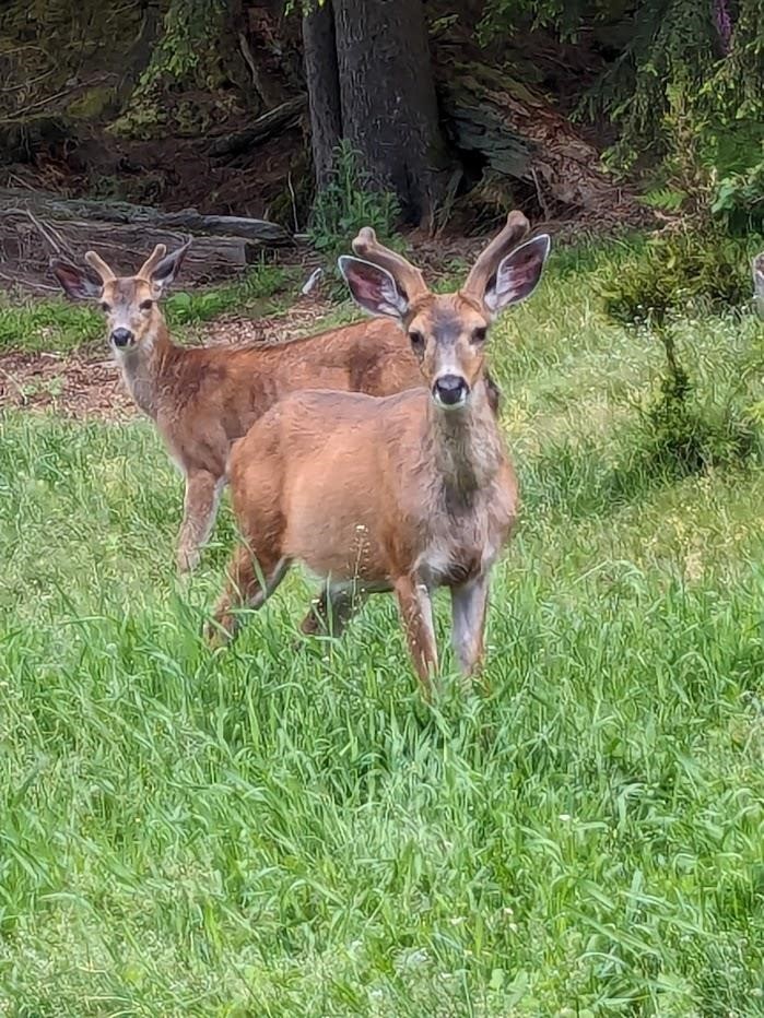 Lot 9 Mountain Road, Gambier Island, BC