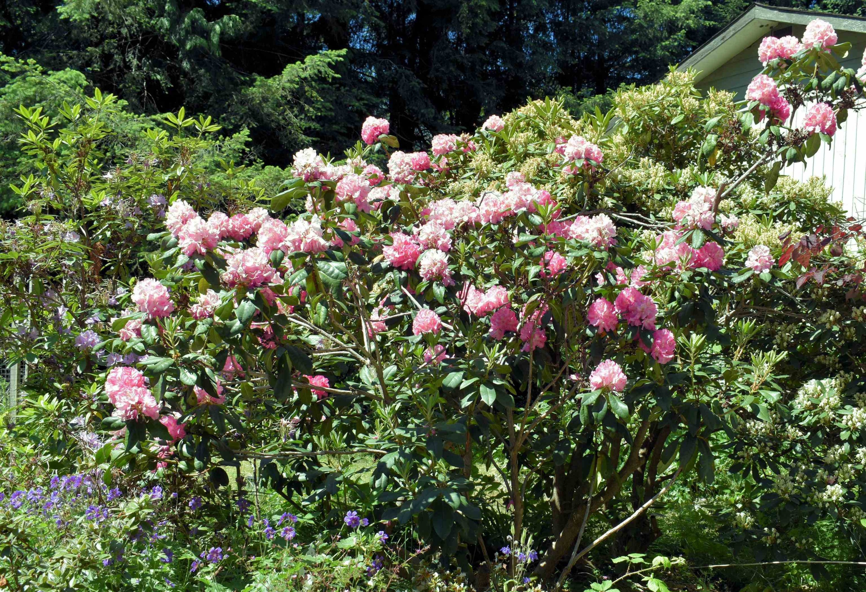 2240 Oldershaw Road, Roberts Creek, BC