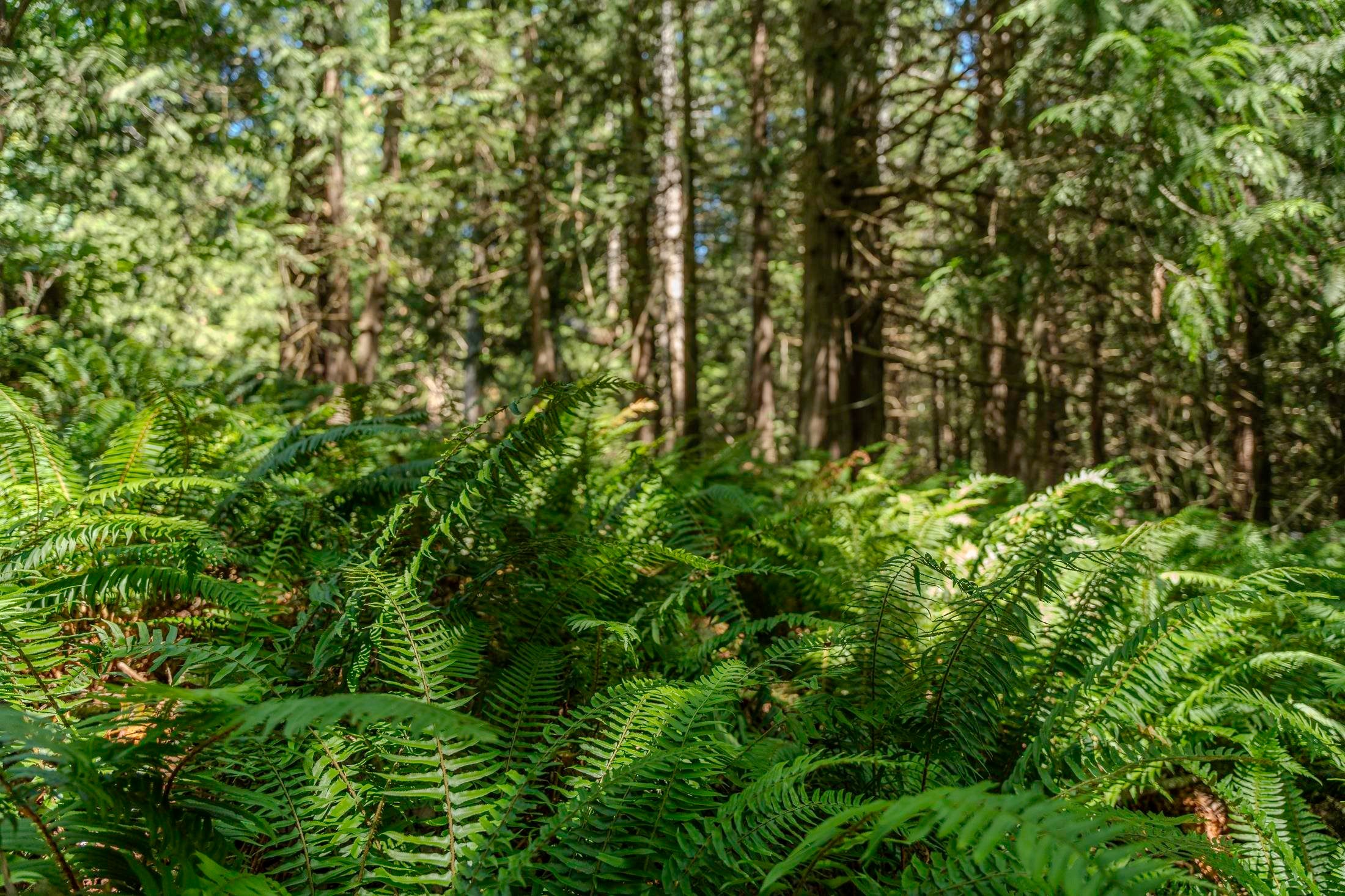 12882 Stone Road, Pender Harbour, BC