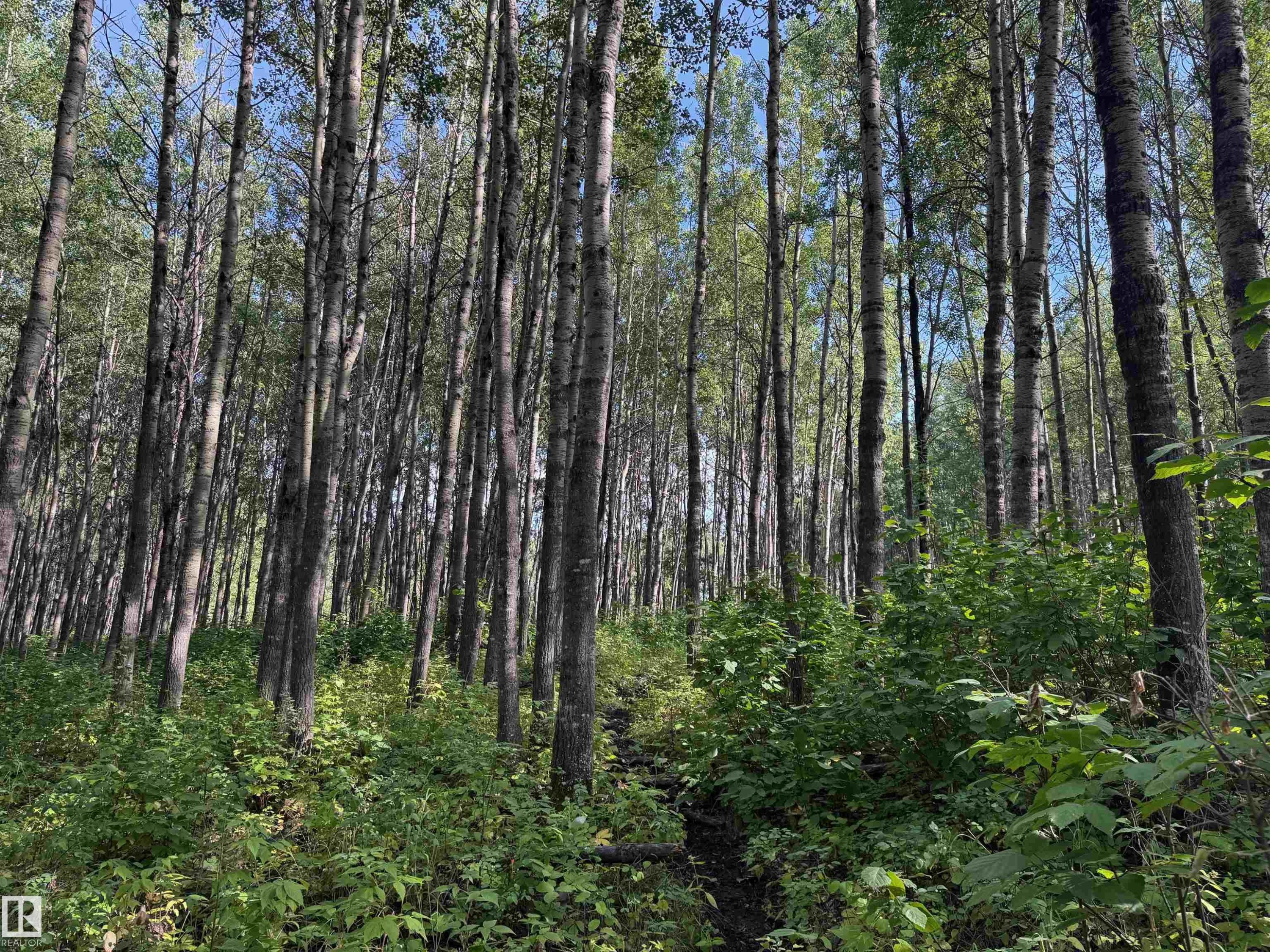 On Twp Rd 505, Rural Brazeau County, AB