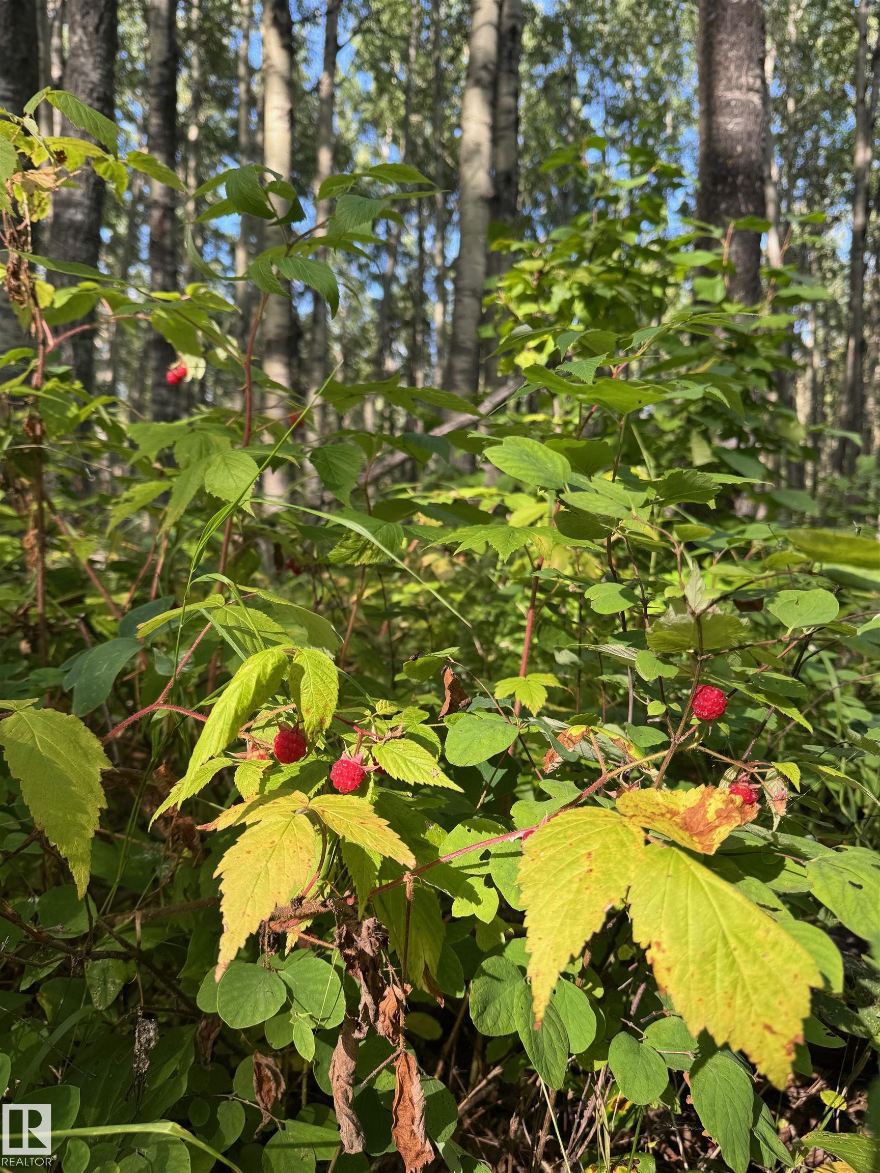 On Twp Rd 505, Rural Brazeau County, AB